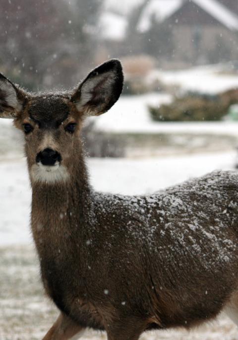 White-tailed deer in snow