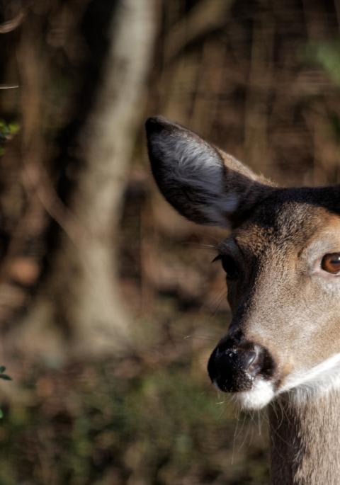White-tailed doe close up