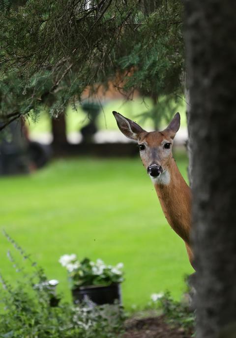 deer peeking from behind a tree