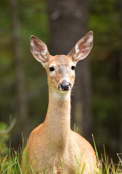 deer at edge of woods