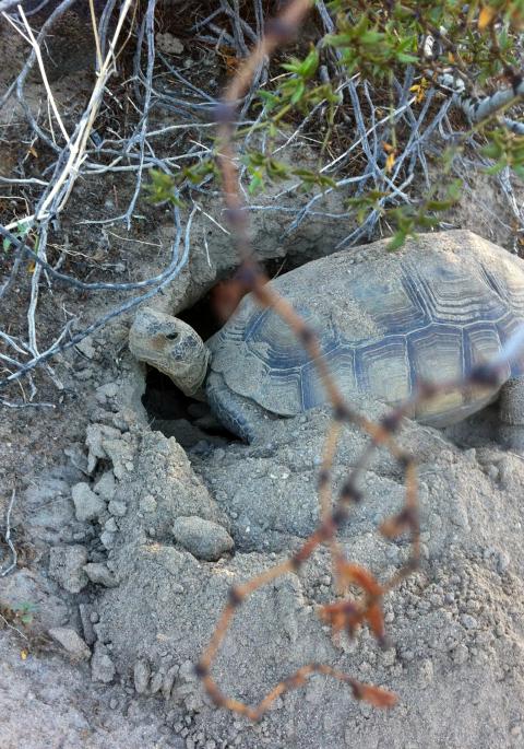 Desert tortoise digging a burrow