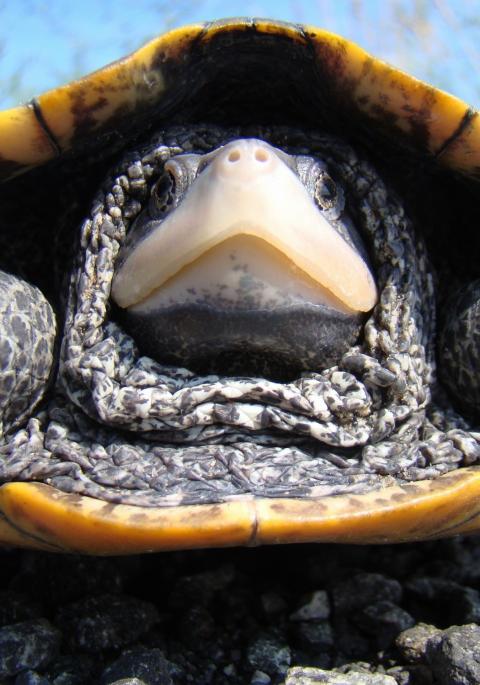 diamondback terrapin close up