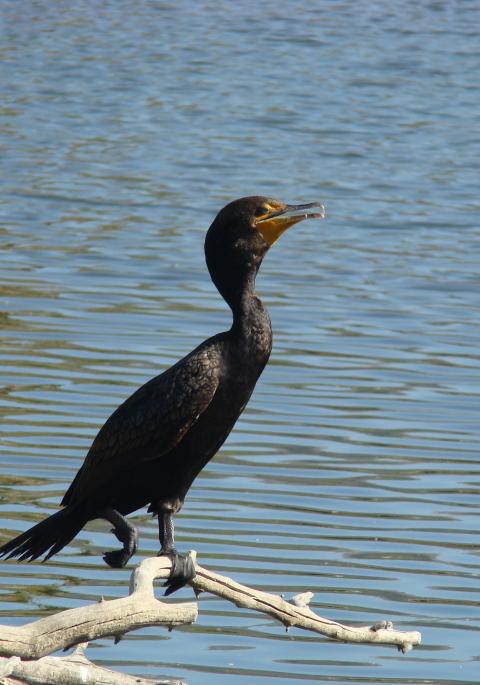 Double-crested cormorant on branch above water