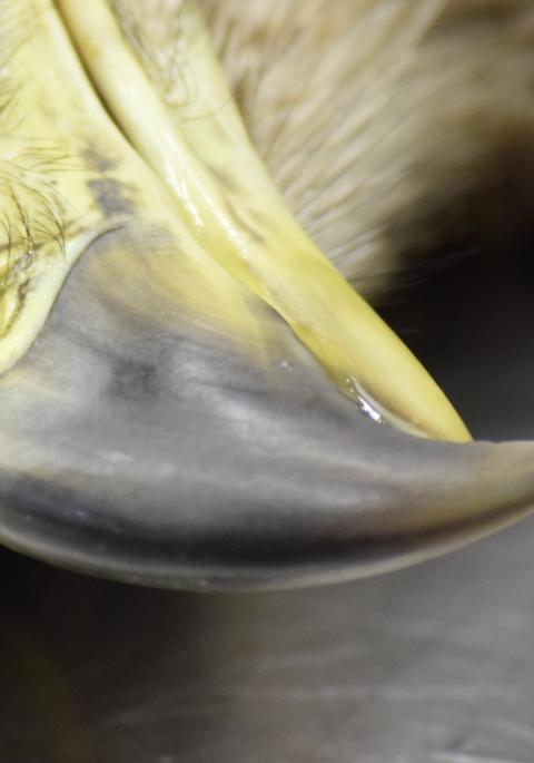 close up image of bald eagle beak
