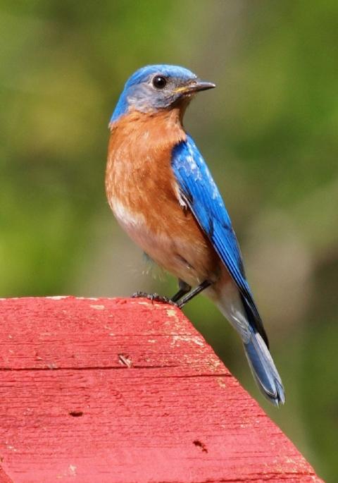 Male Eastern bluebird on birdhouse with red roof