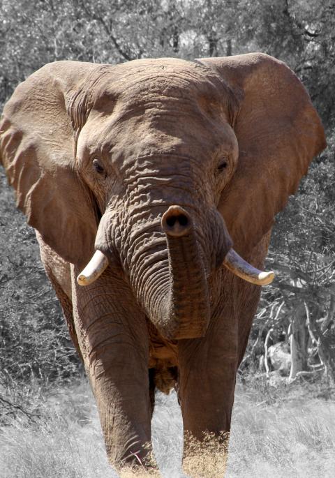 African elephant in wild