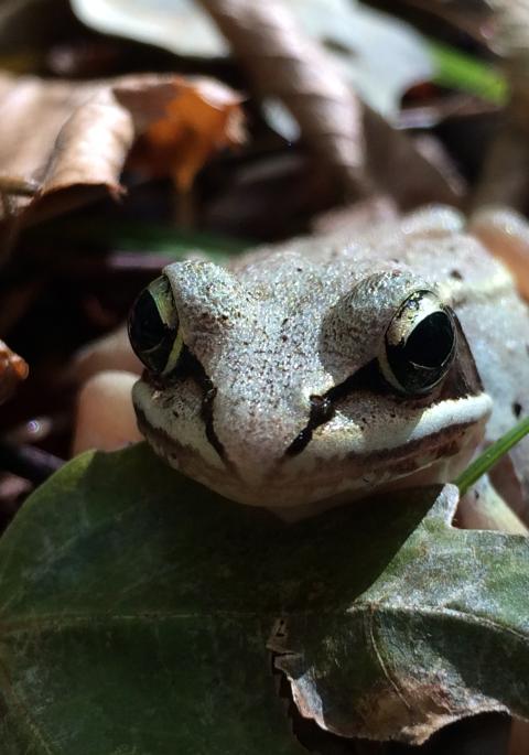 frog in leaves