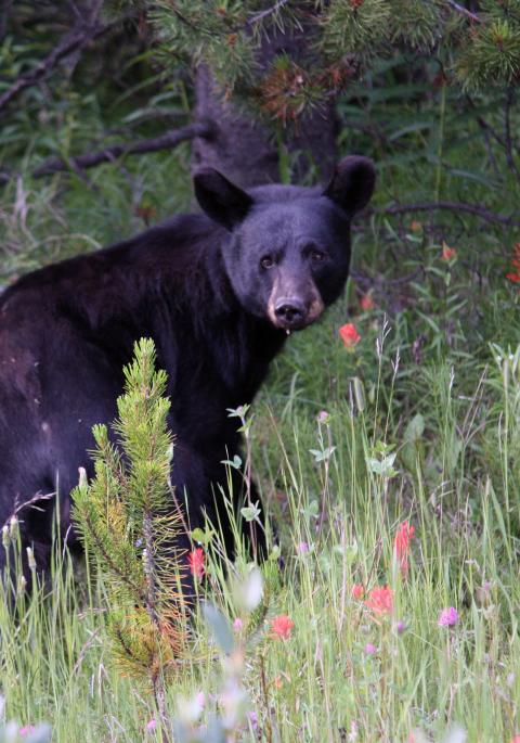 Black bear in field