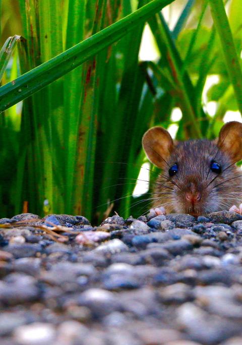 field mouse looking over pile of stones