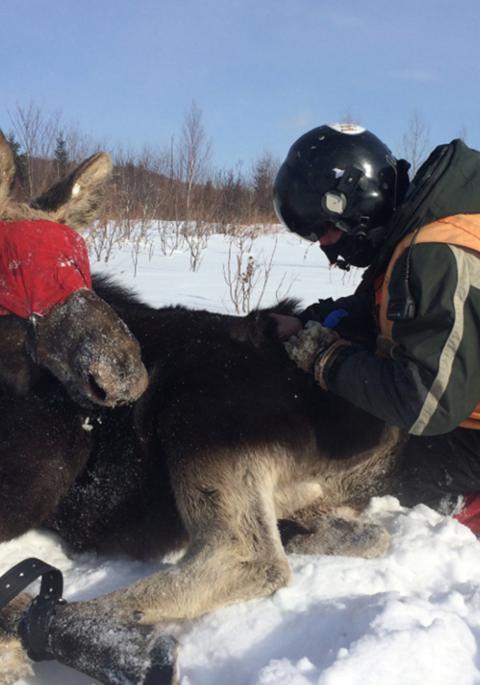 Checking tranquilized moose