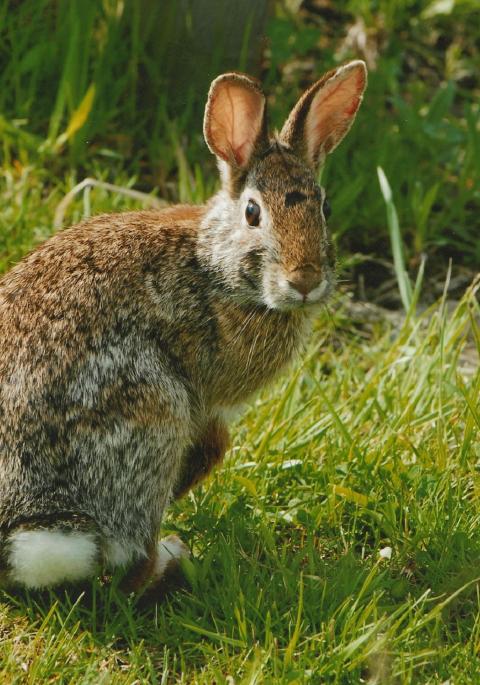 rabbit on grass