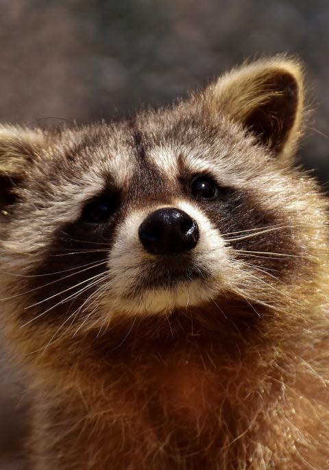 raccoon close up