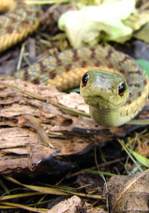 garter snake