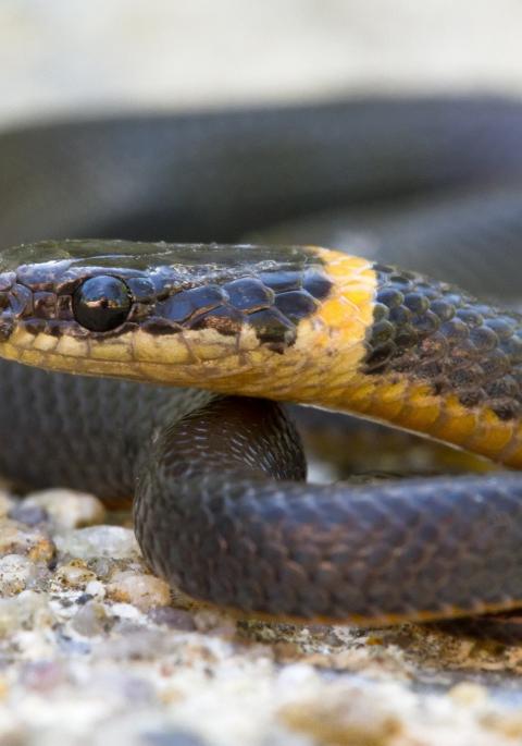 Ring-necked snake