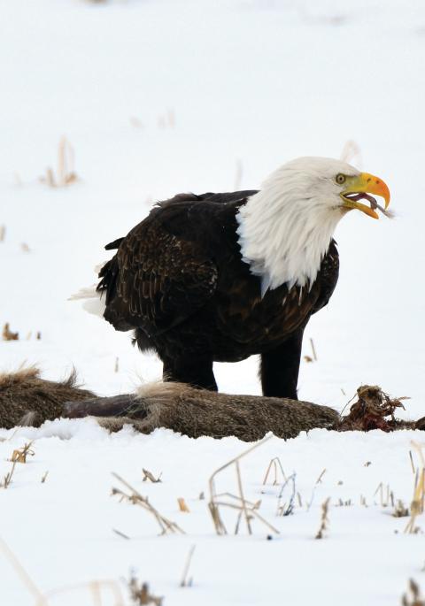 bald eagle eating from a carcass