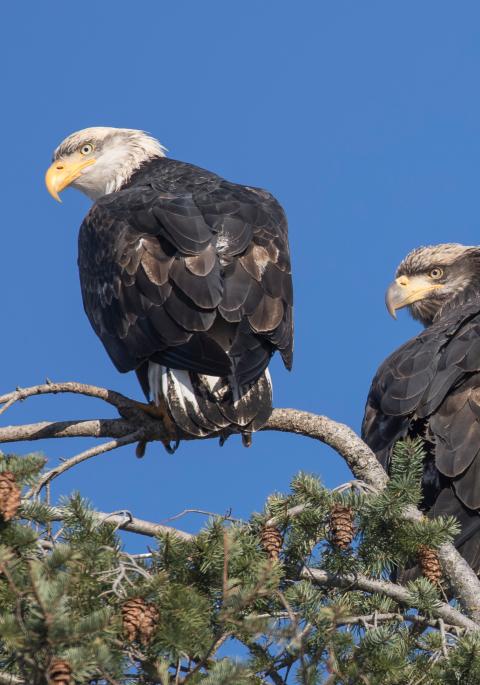 Adult and juvenile bald eagles in tree top