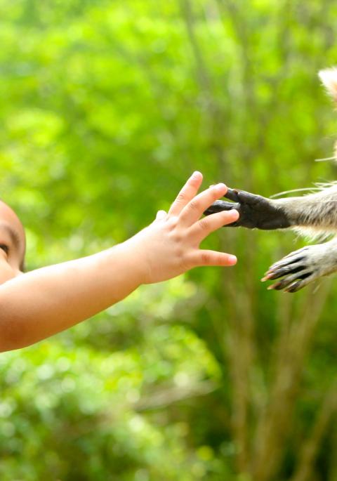 small boy reaching out to a raccoon