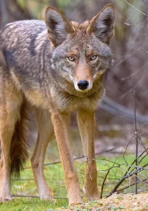 Eastern coyote standing still