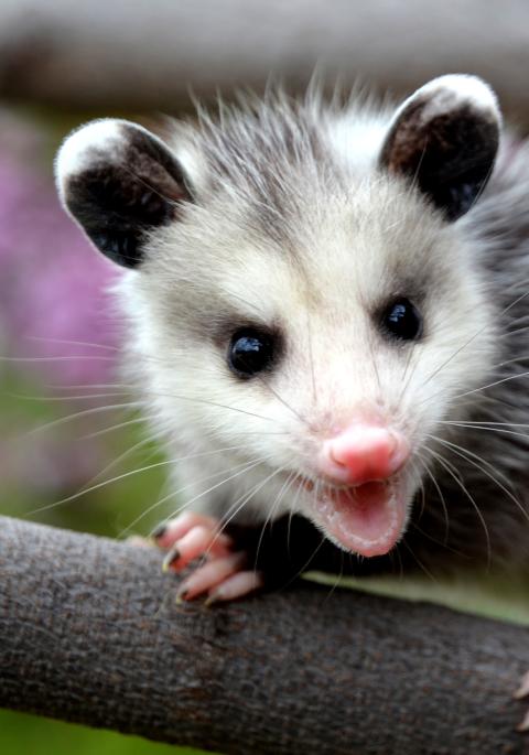 Juvenile opossum on branch