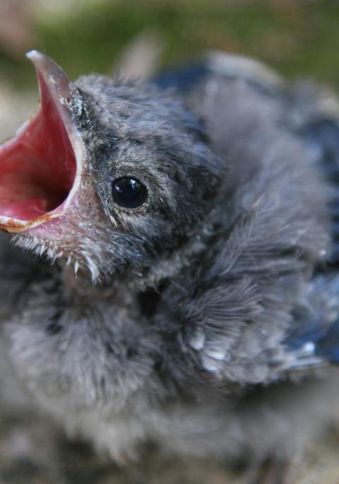 Fledgling blue jay on ground with mouth open
