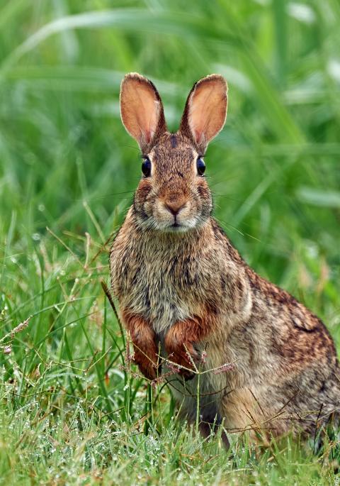 Eastern cottontail in grass