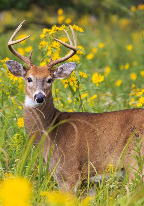 White-tailed deer in field of yellow wildflowers