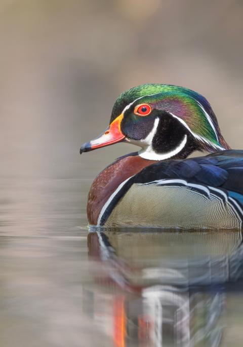 Wood duck in the water