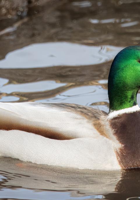 mallard duck in water