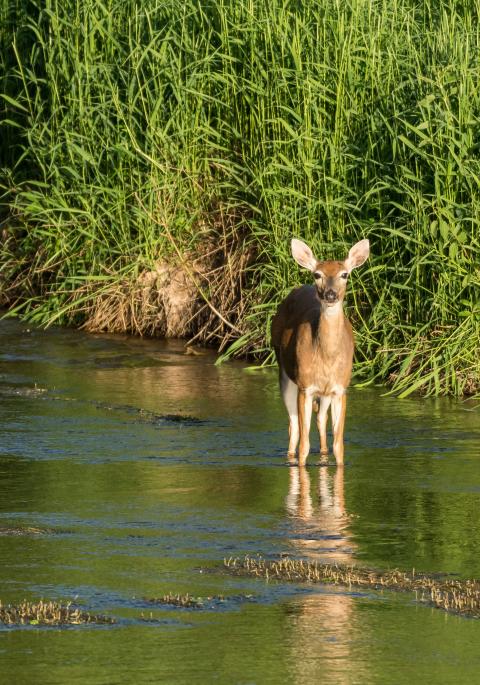 White-tailed deer in water
