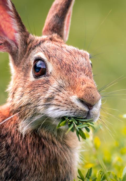 Rabbit eating grass