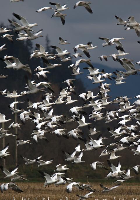 Snow geese flock