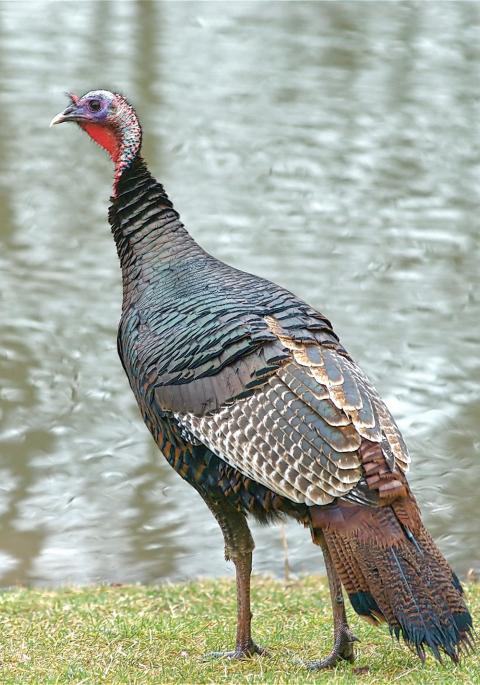 wild turkey near water