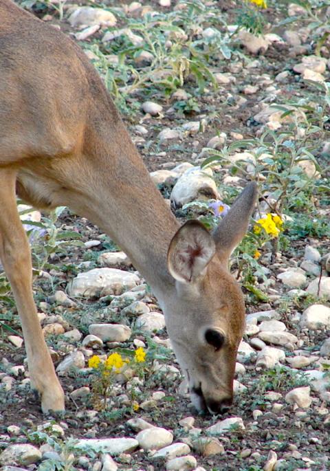 yearling white-tailed deer eating grass in rocky field