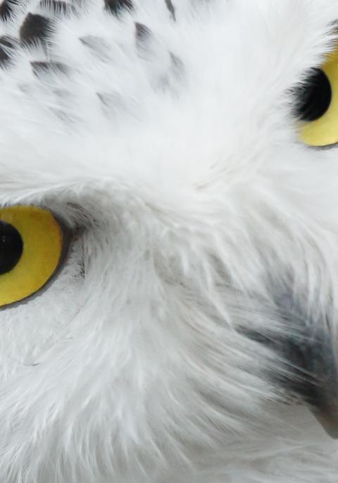 Snowy Owl close up