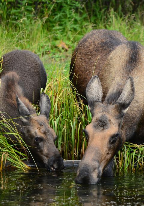 Two moose drinking from a stream