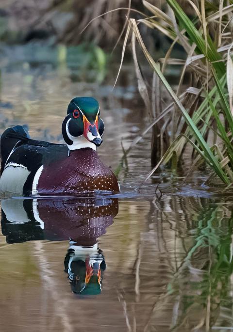 male woodduck in water