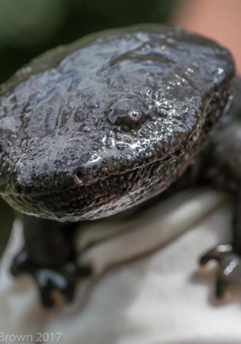 Eastern Hellbender salamander close up
