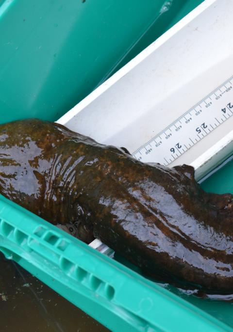 eastern hellbender in tub being measured