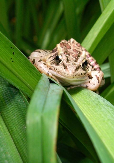 pickerel frog on leaves