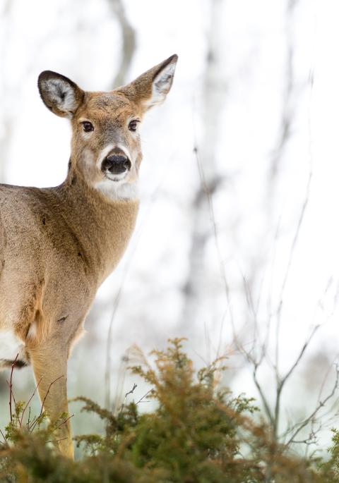 White-tailed doe on the landscape