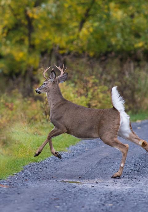 White-tailed Deer (Odocoileus virginianus), bucks on the move