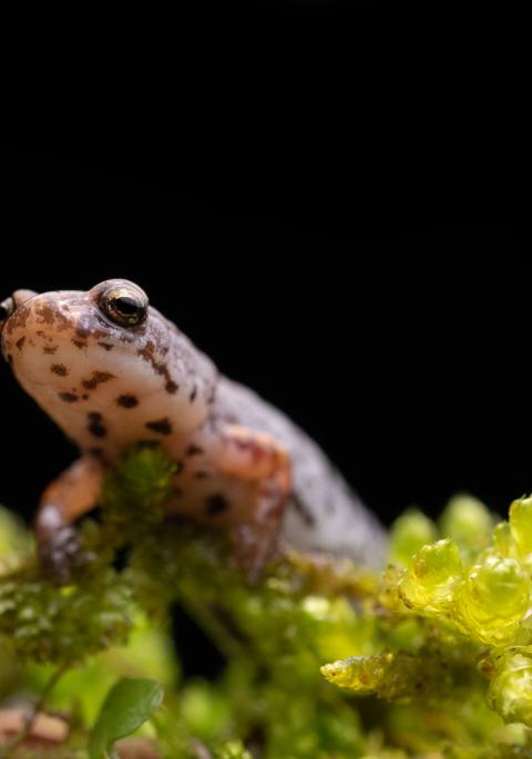 Four-toed Salamander (Hemidactylium scutatum) on moss