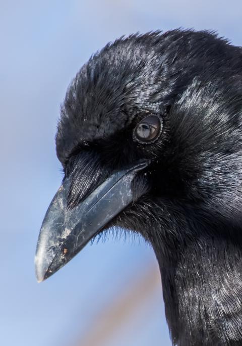 close up image of crow head