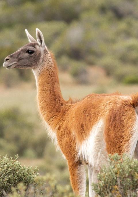 Guanaco in scrubland