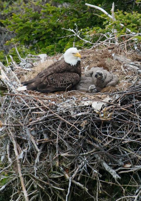 Bald eagle and eaglets in nest
