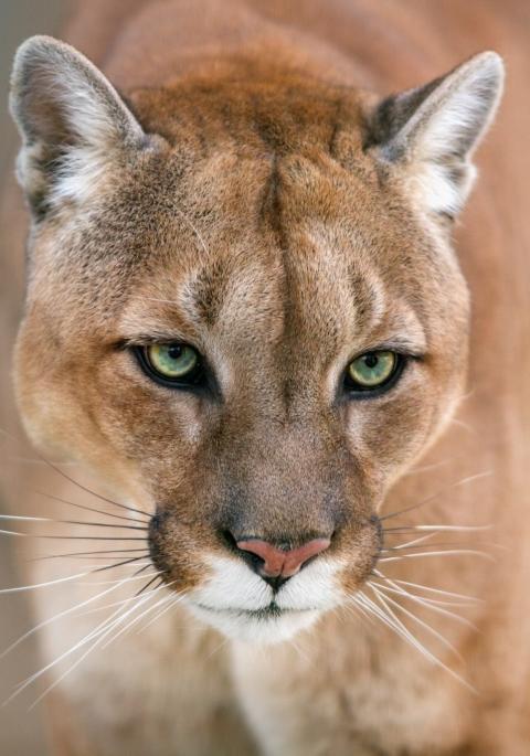 Mountain lion portrait on a light background