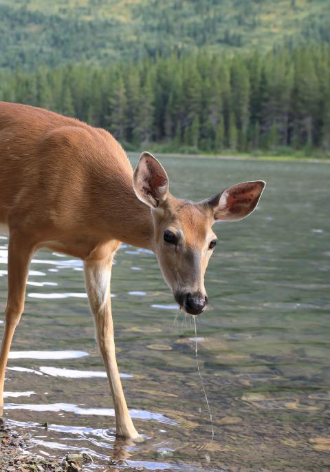 white-tailed deer near lake
