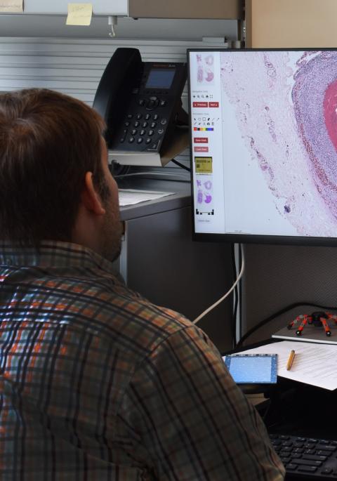 Dr. Hitchener reviewing a histopathology slide on computer monitor