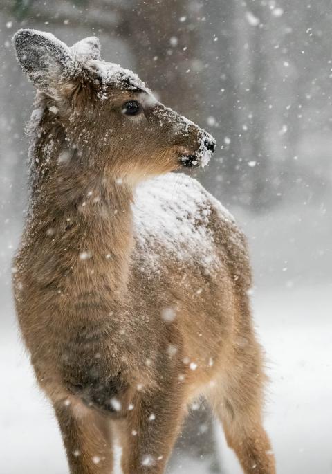 White-tailed doe in snow