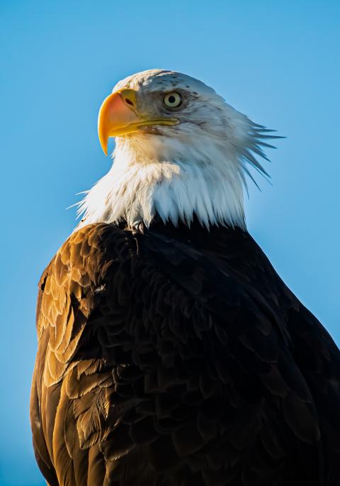 Bald eagle against blue sky background